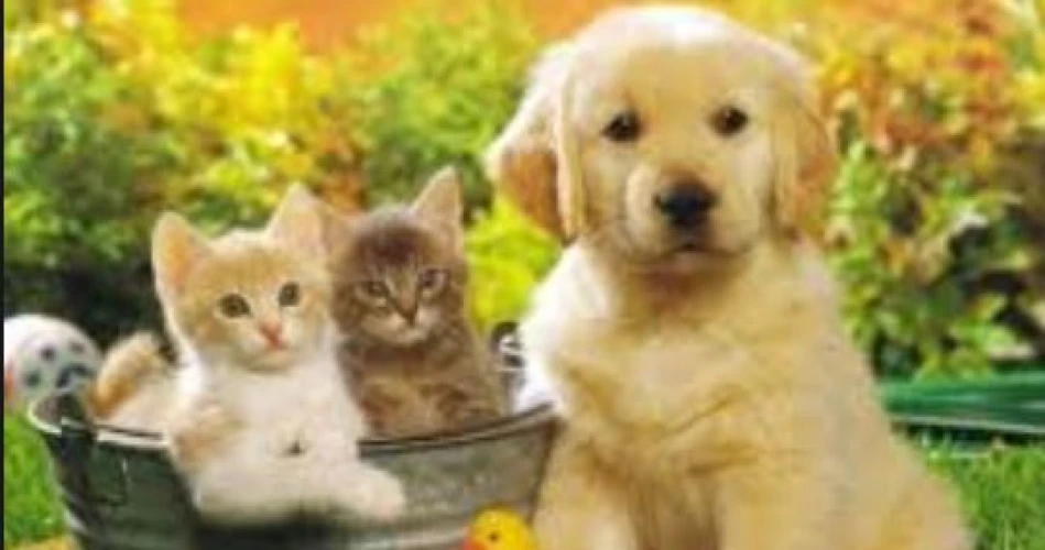 大角咀商場鋪寵物用品零售店